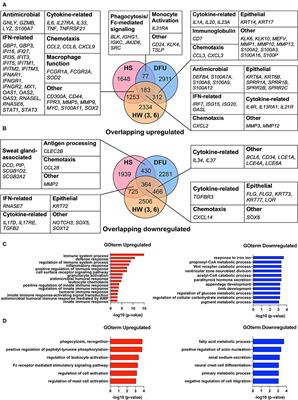 Single-Cell RNA Sequencing Reveals Cellular and Transcriptional Changes Associated With M1 Macrophage Polarization in Hidradenitis Suppurativa